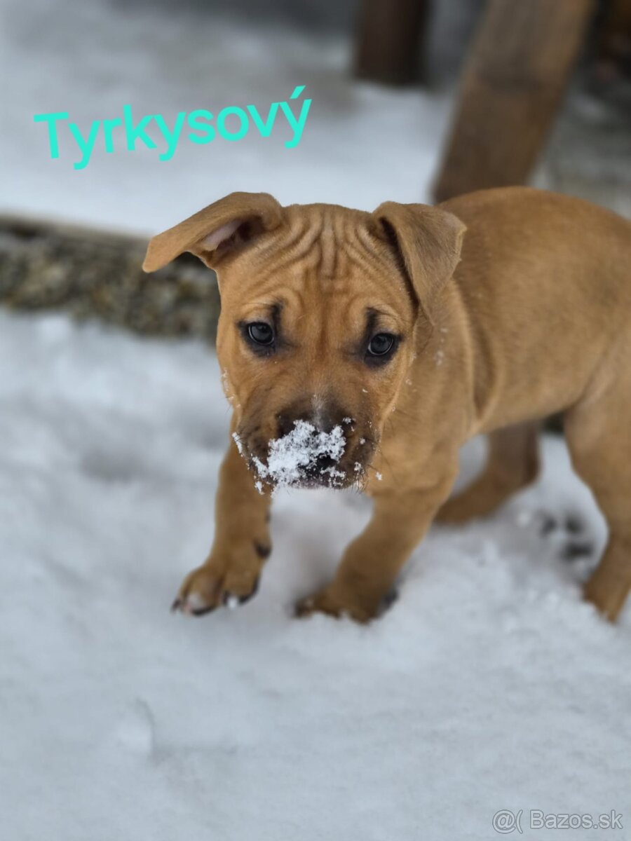 Americký stafordširský teriér - 3