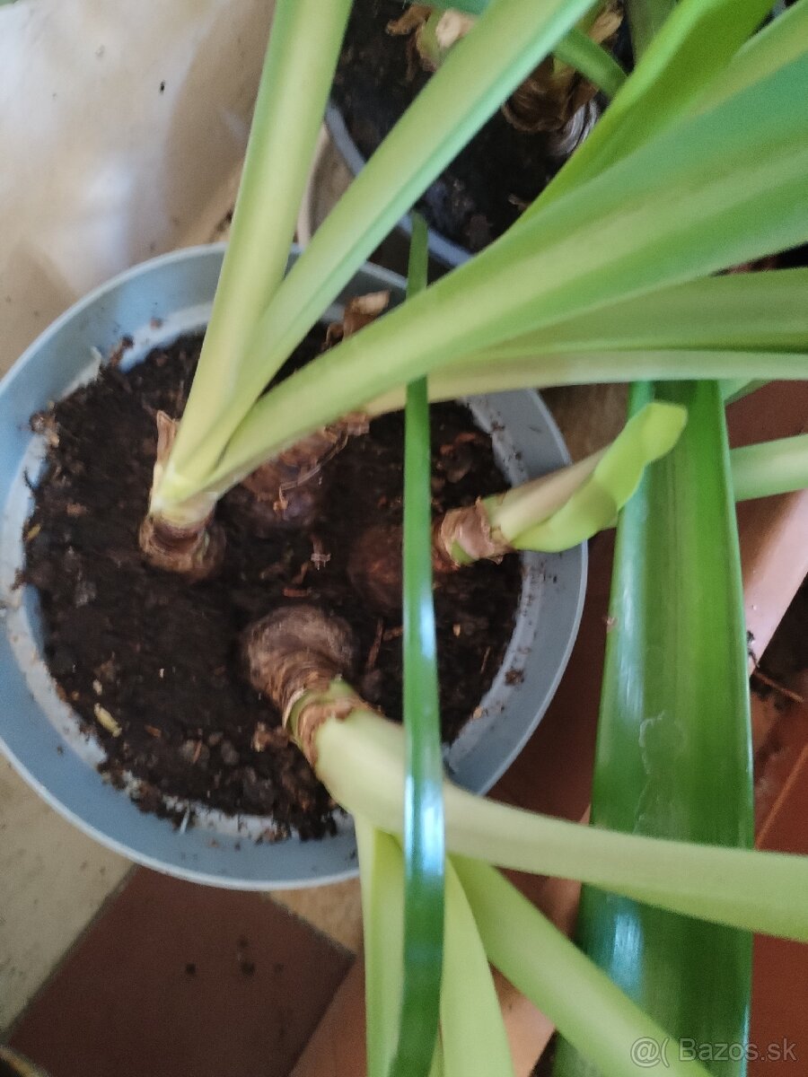 Zornice cibule 3 kvetináče - 3