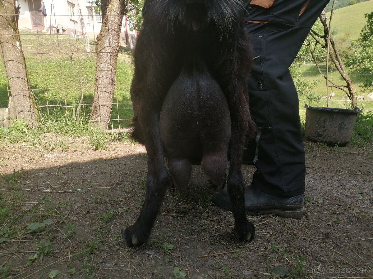 bezrohý cap lamancha s malými uškami - 3