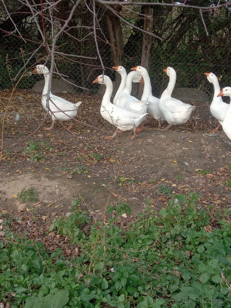 Predám gunára Linda - 3