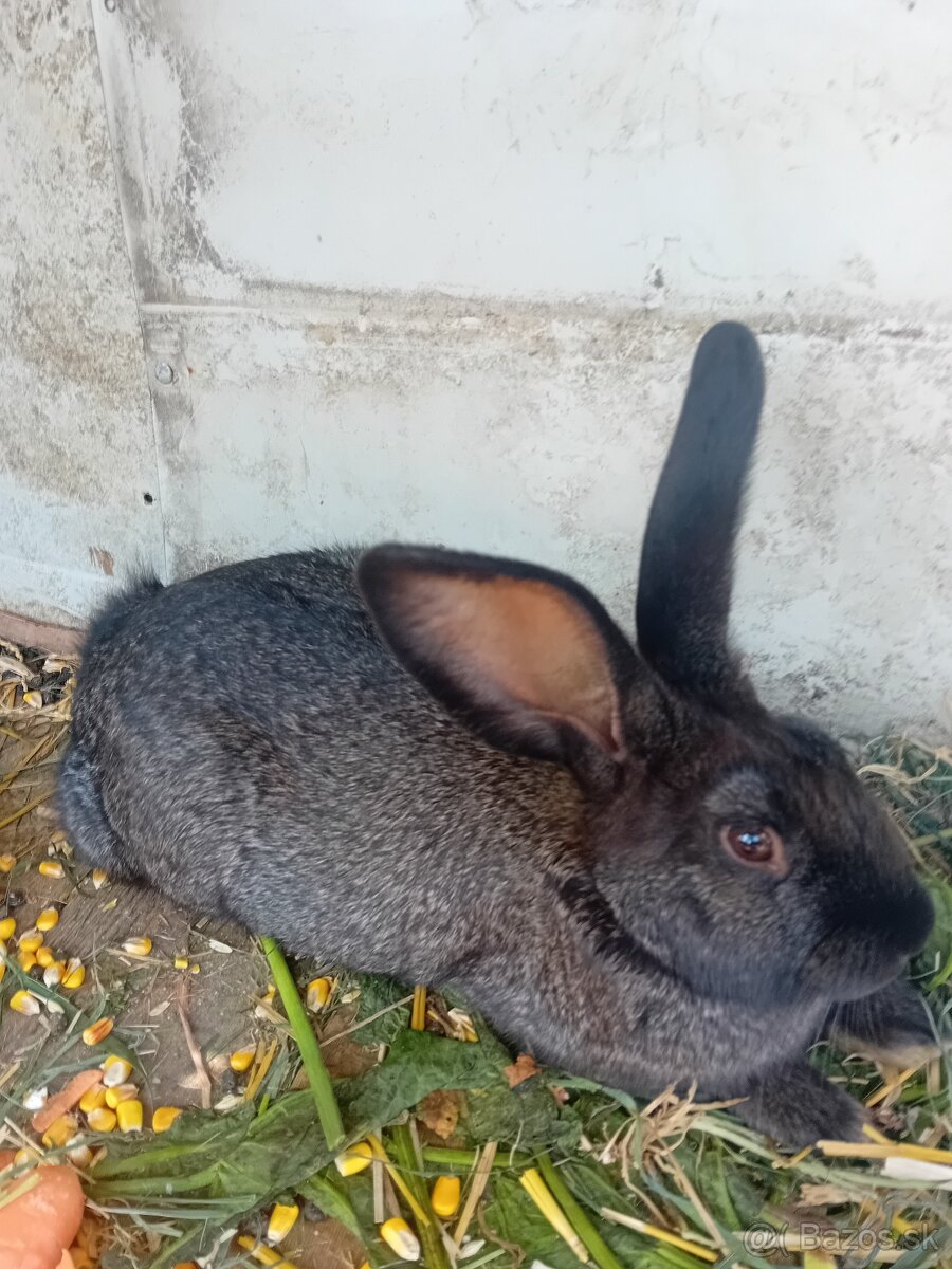 Predám kraliky - 3