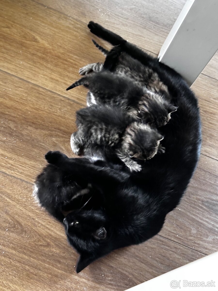 Darujem mačiatká - 3