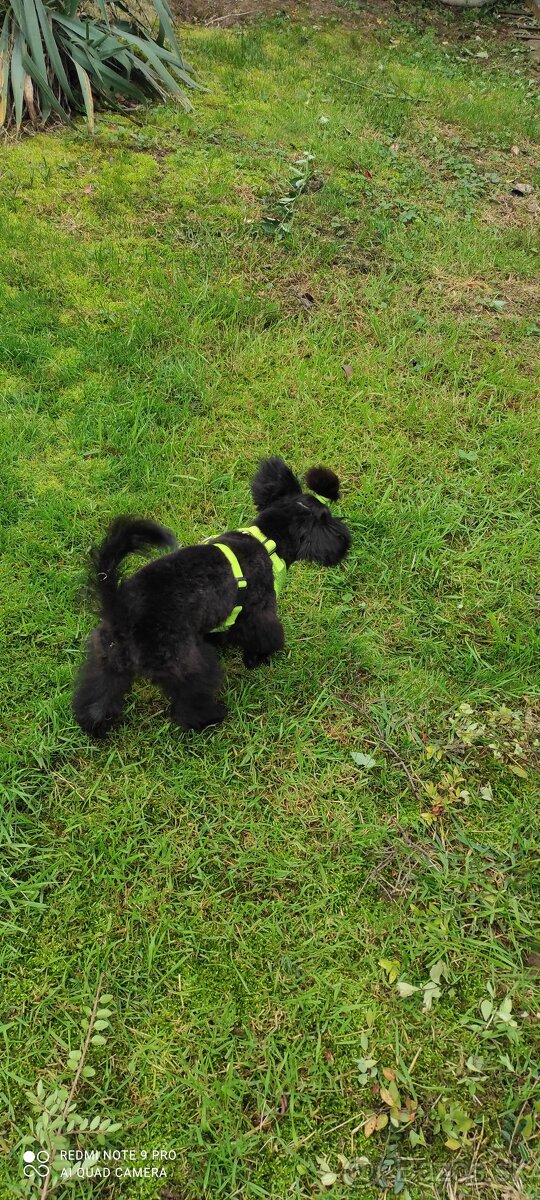 Pudel trpaslíči & Špic trpaslíči - 3