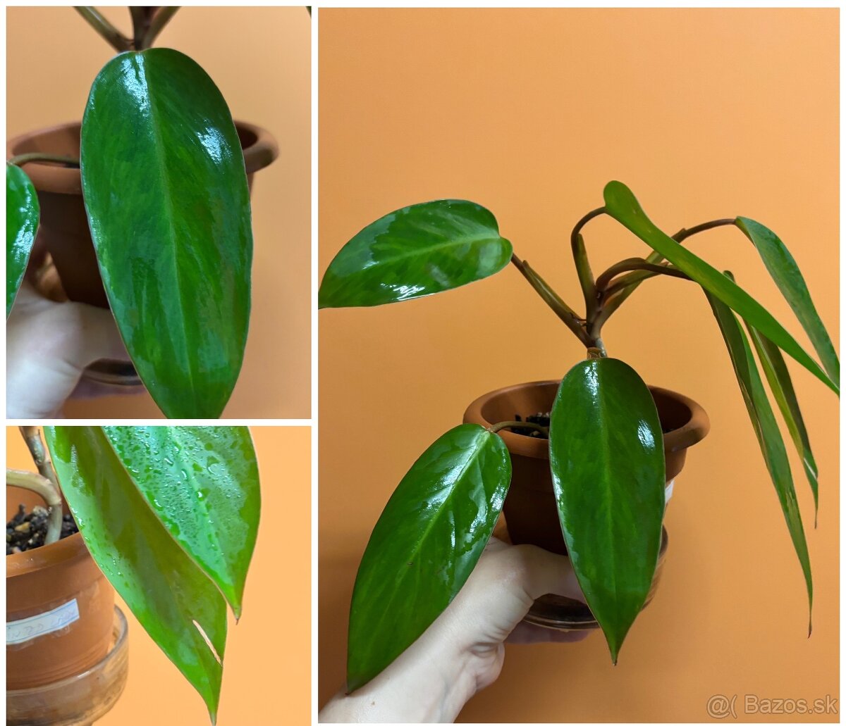 rôzne rastlinky na predaj - 3