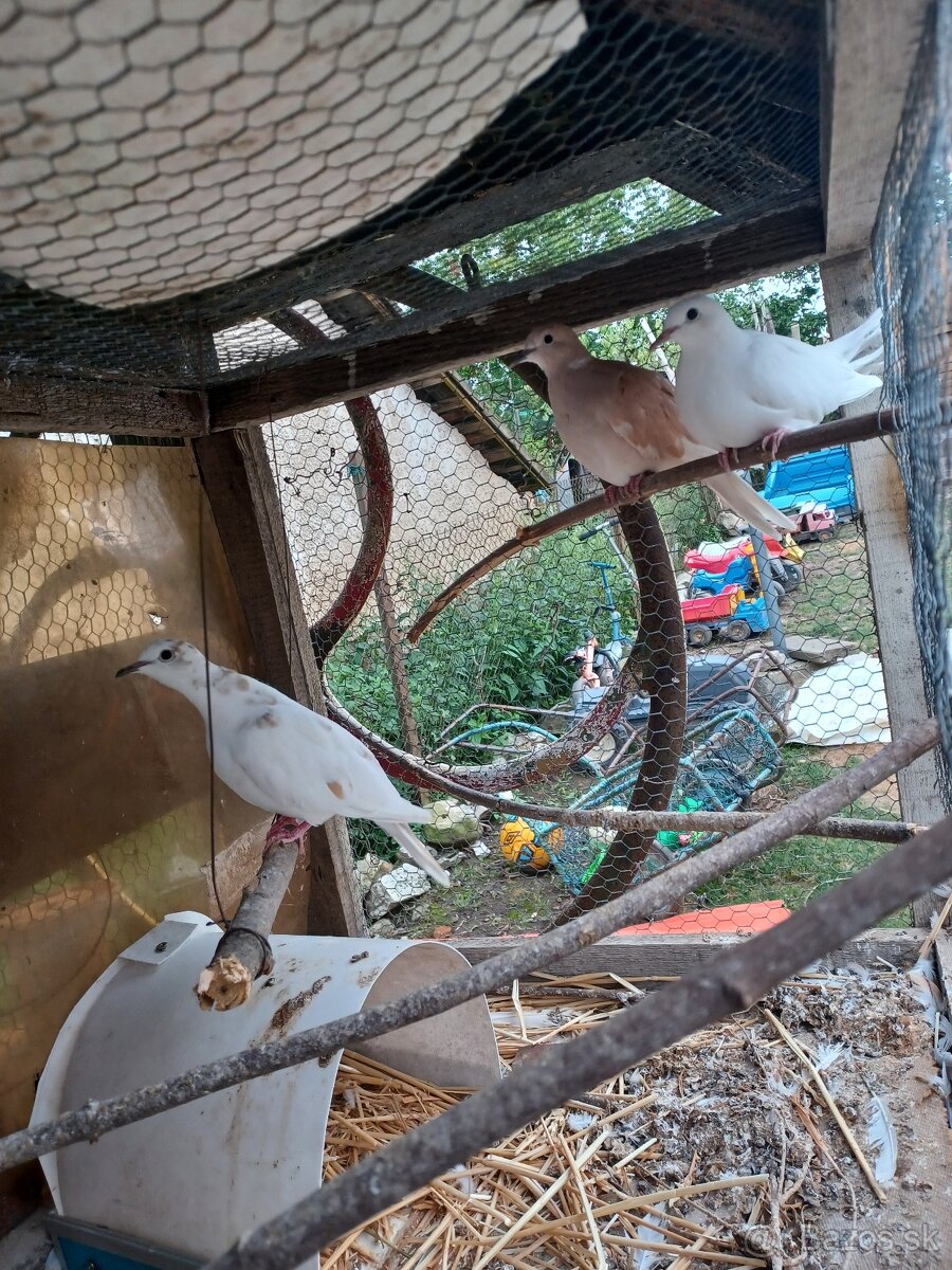 Hrdličky chichotavé - 3