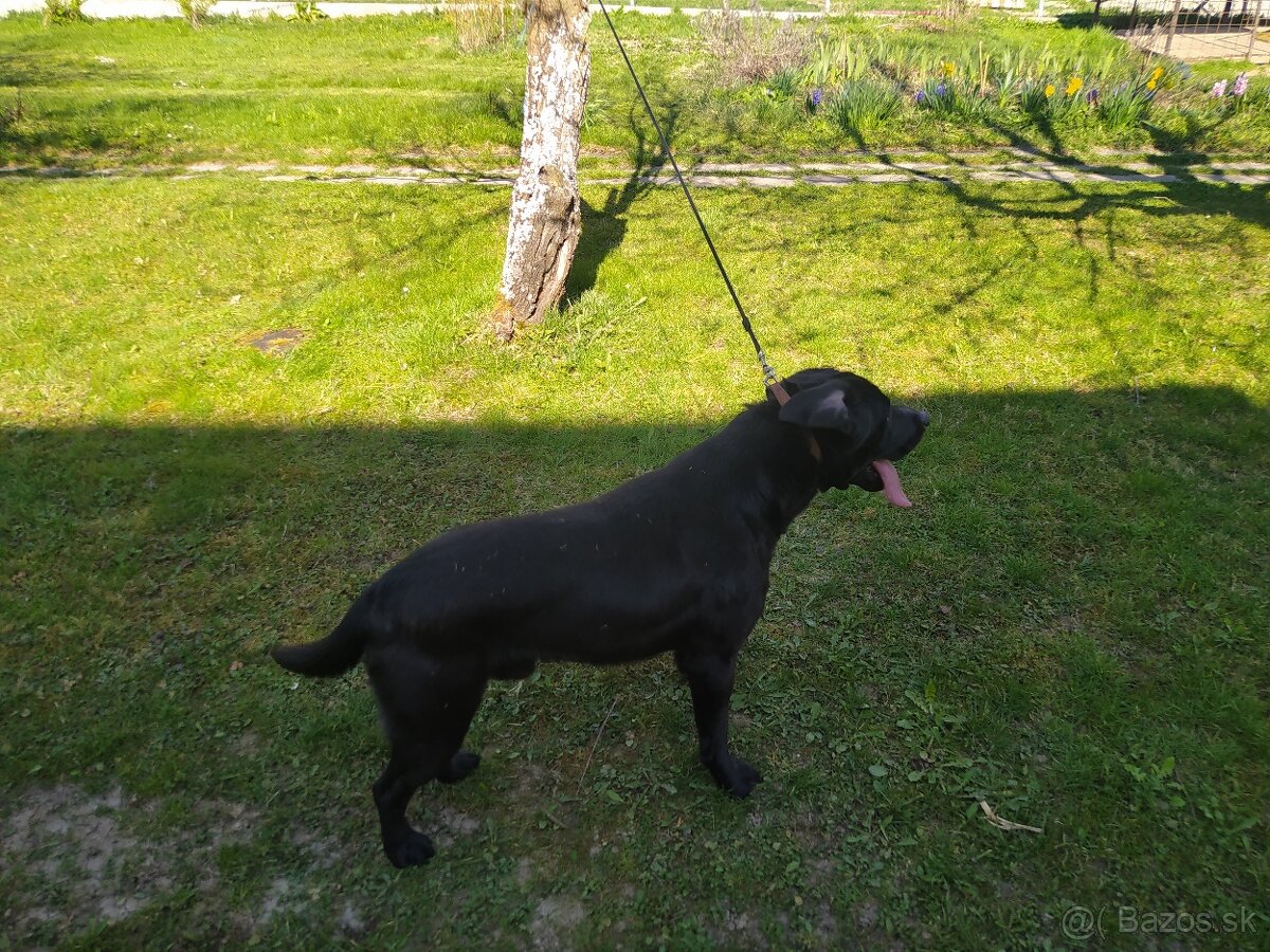 Labrador - 3