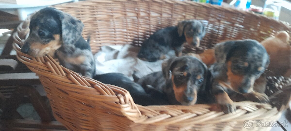 Jazvečíky - šteniatka merle krátkosrsté - 3