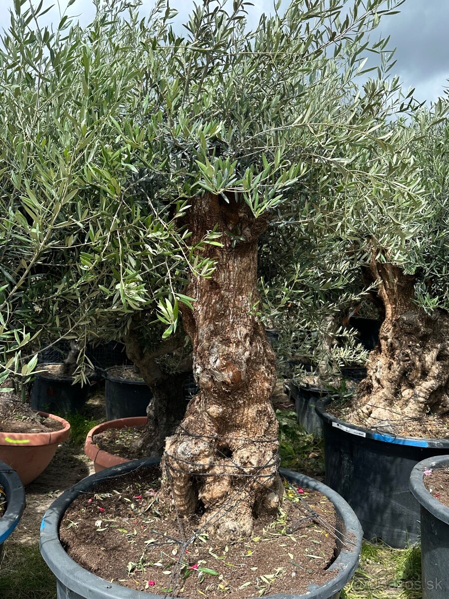 Predám Olivy Bonsai - 3