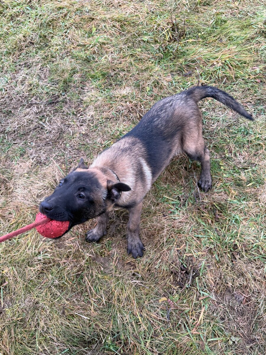 Belgický ovčiak - 3