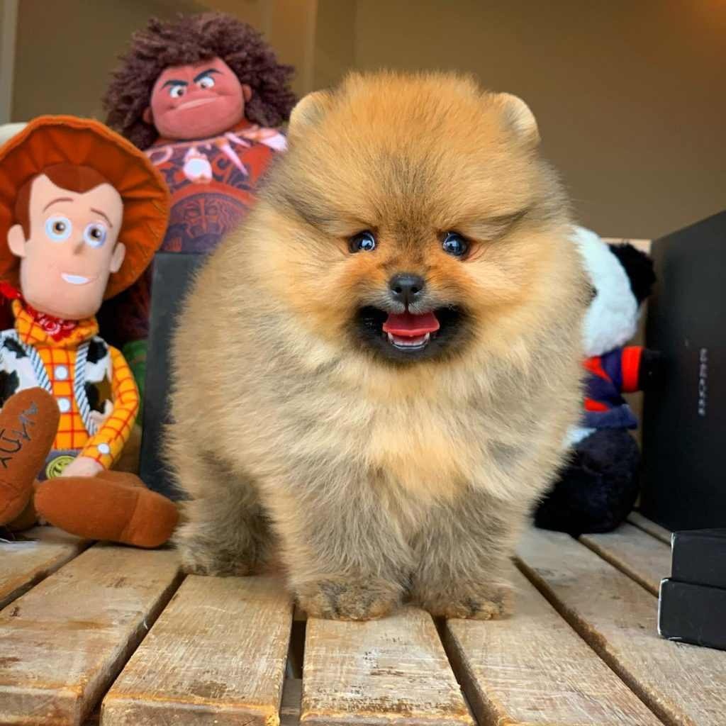 Pomeranian - 3