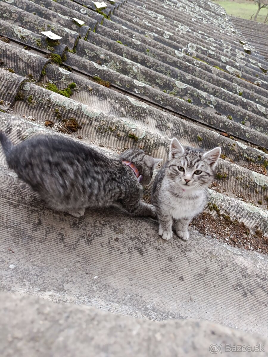 Darujem krásne mačiatka - 3