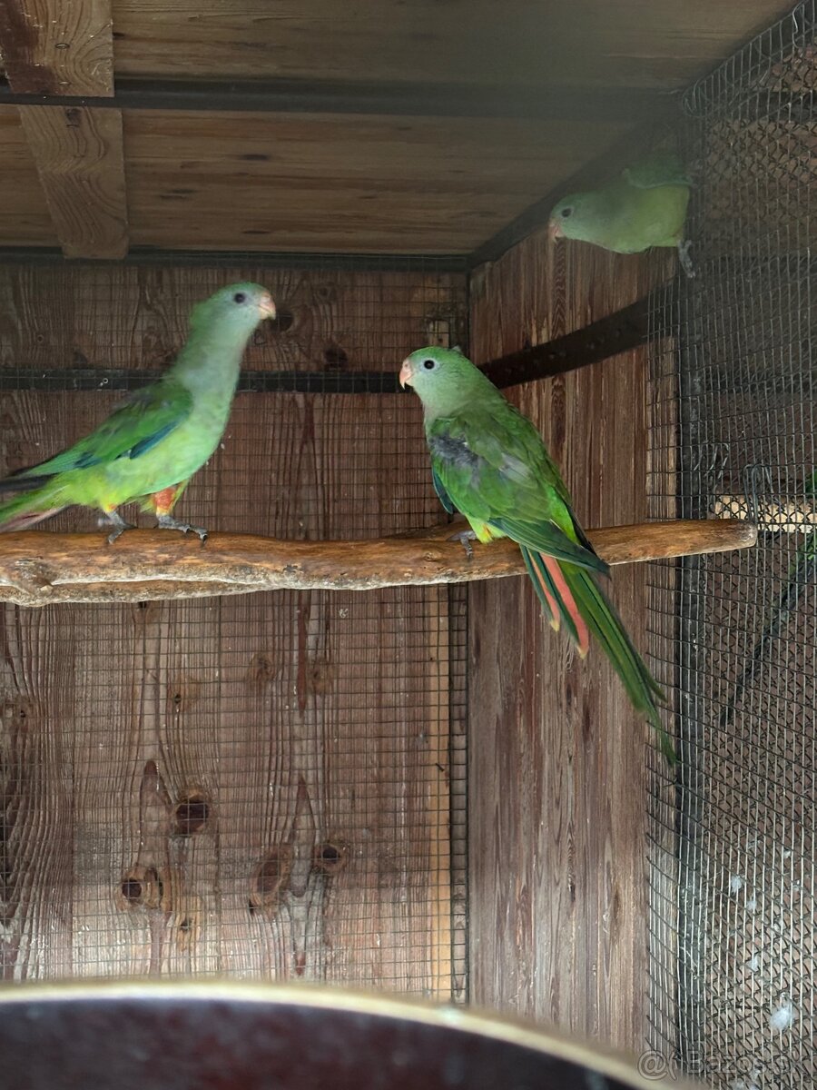 Papagáj nádherný (baraband) - 3