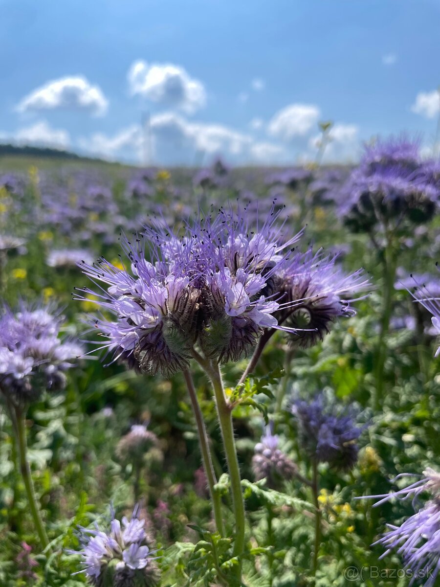 Facélia vratičolistá - 3