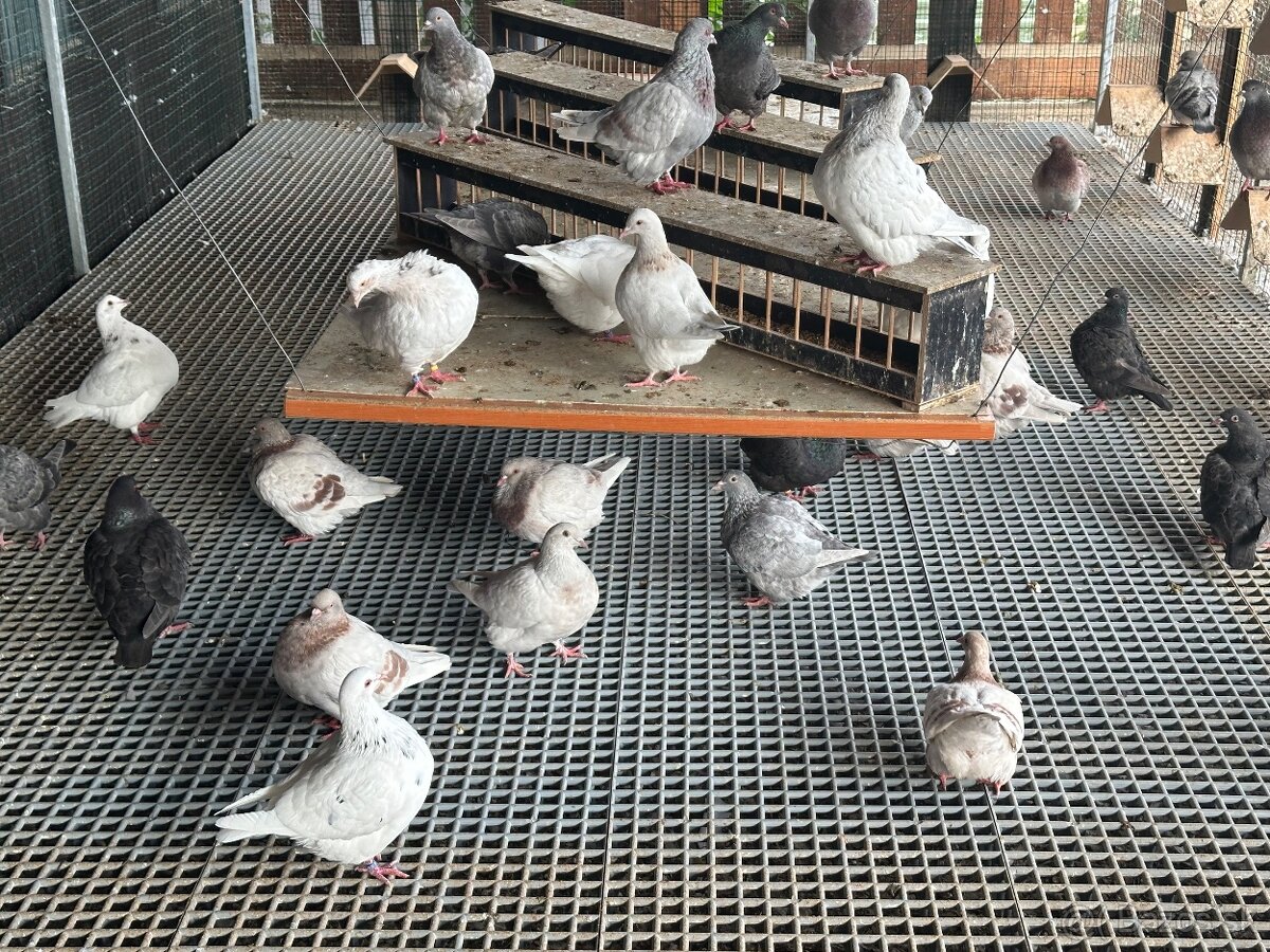 Holuby Texan , texany - 3