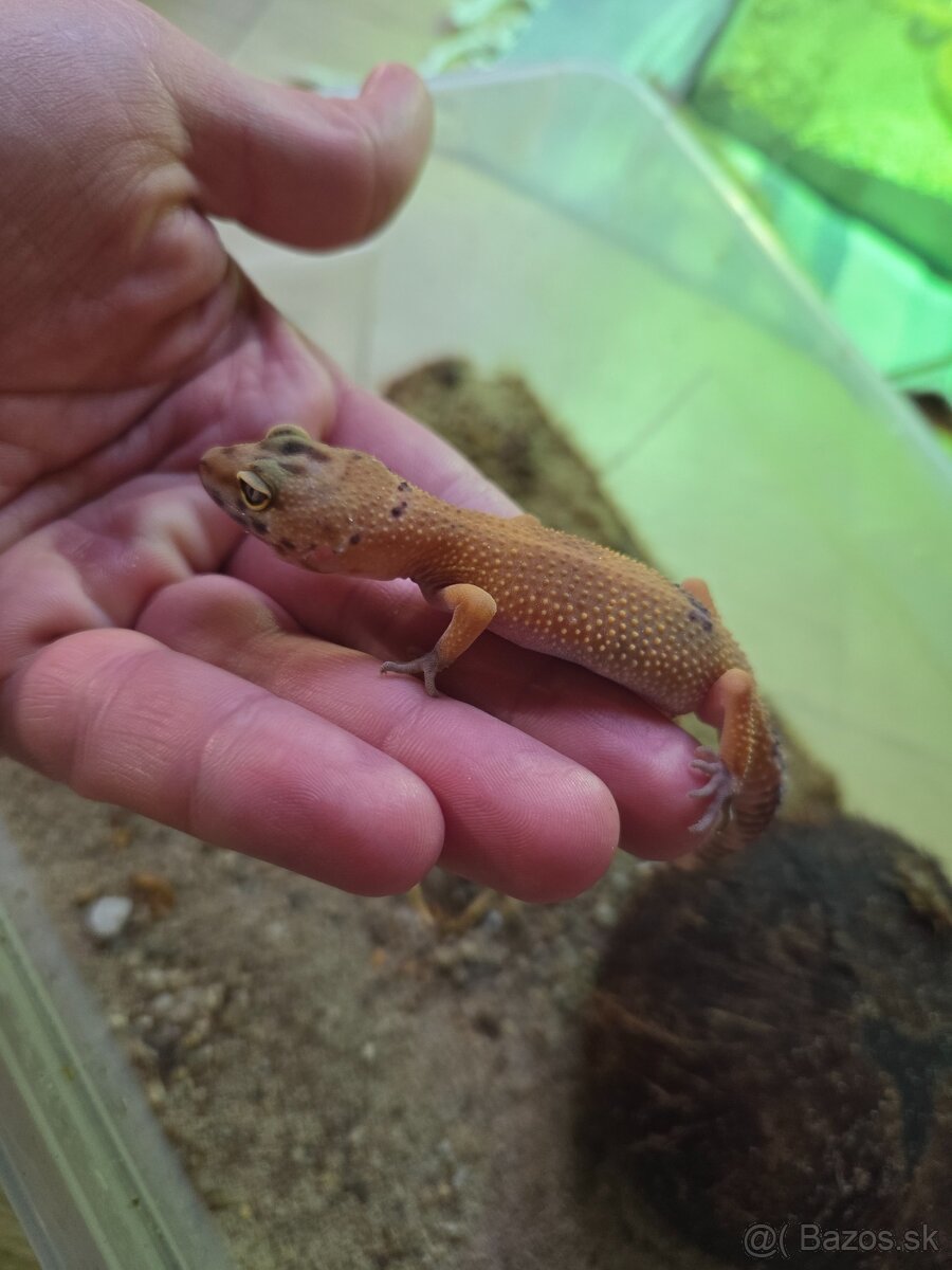 Gekončik nočný - 3
