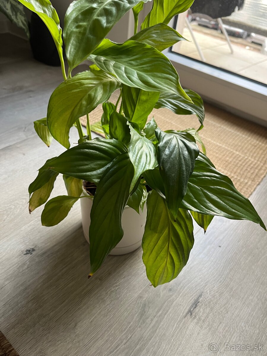 Izbové rastliny/kvety - 3