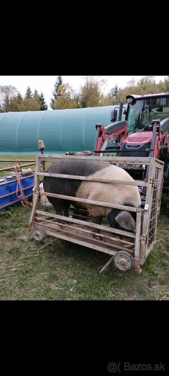 Prešticka mašica. - 3