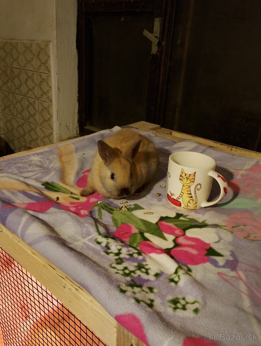 Predám zajačikov a morčiatka. - 3