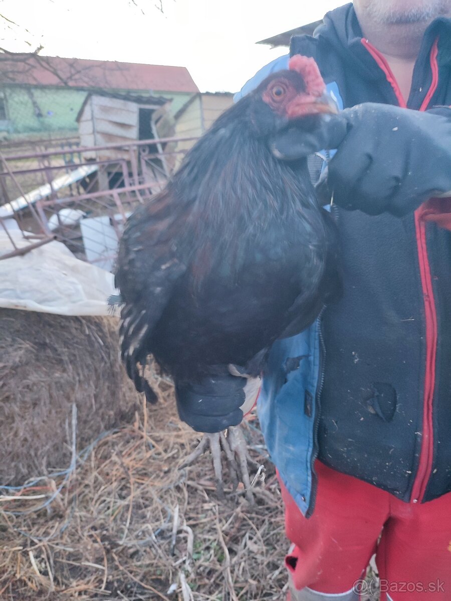 ‼️ araucana kohút ‼️ - 3