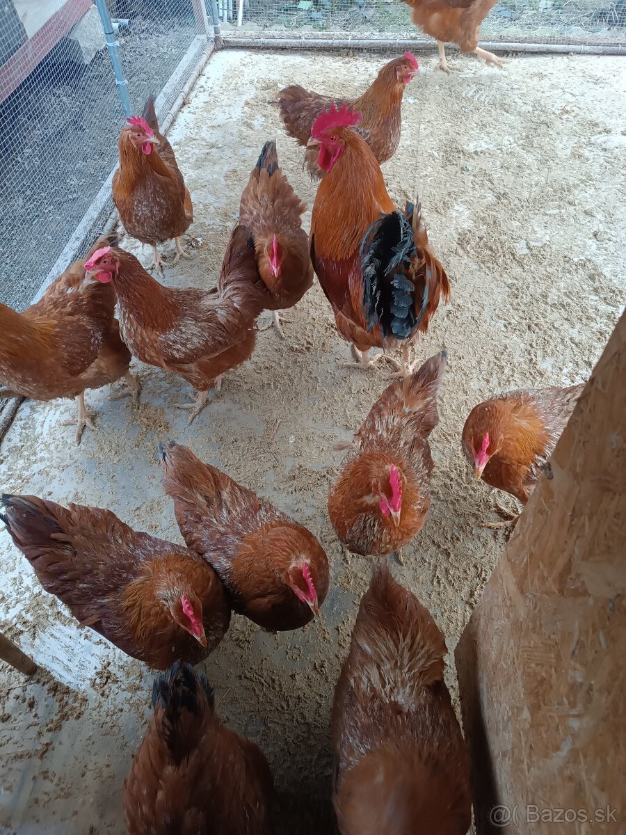 Predám sliepky Hempšir - 3