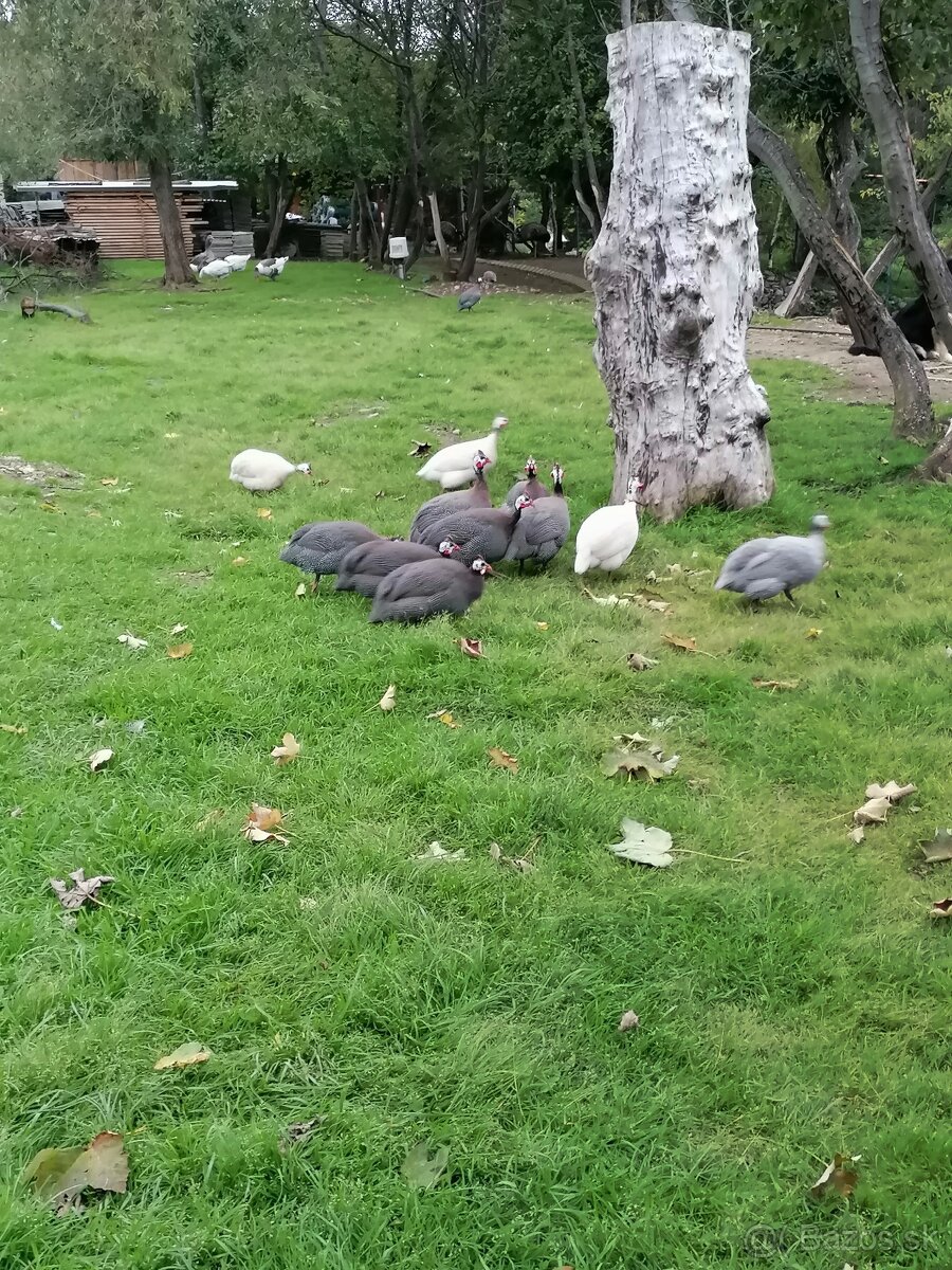 Perličky modré prilbaté - 3