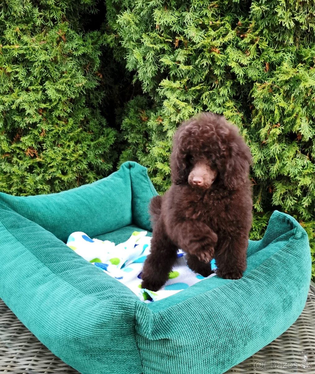 Pudel s preukazom pôvodu čokoládový - 3