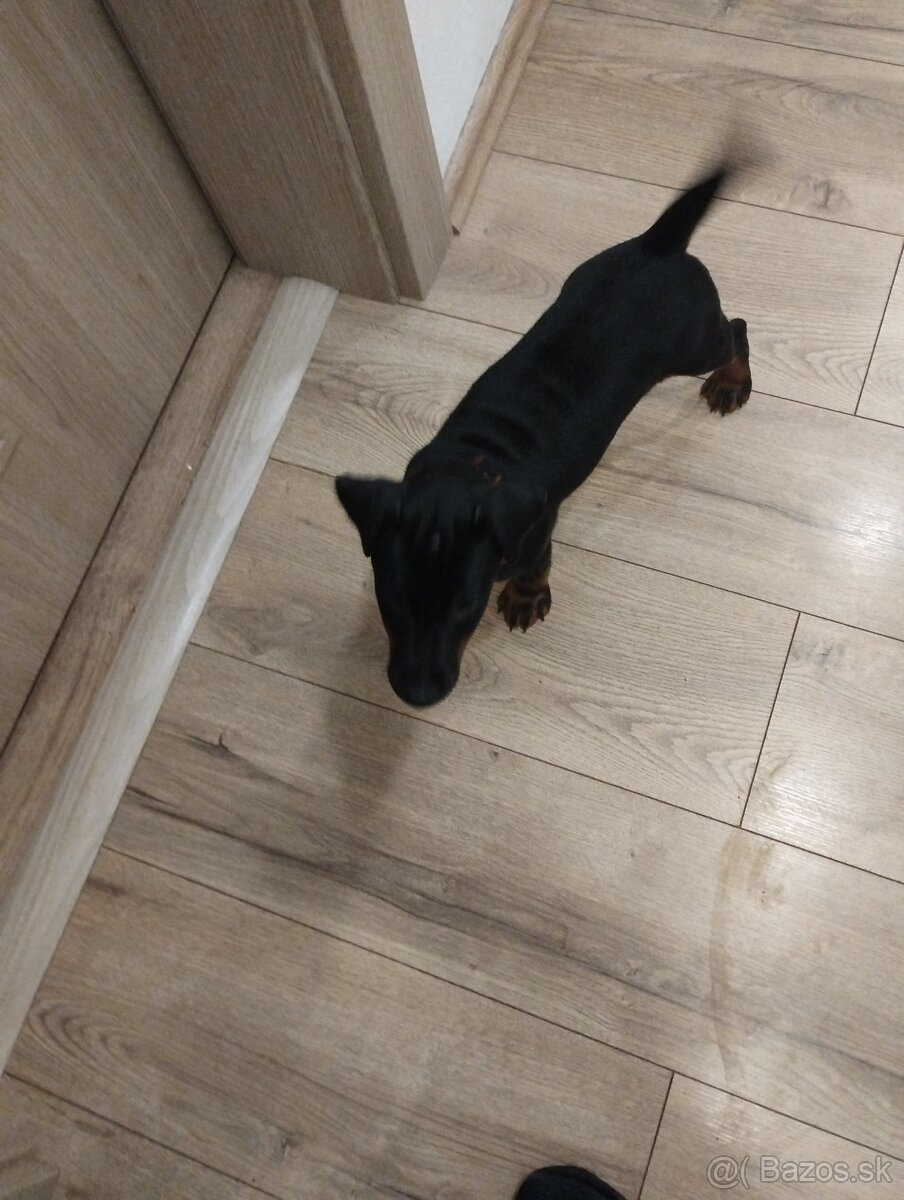 Predám šteniatka JAGDTERRIÉRA - 3