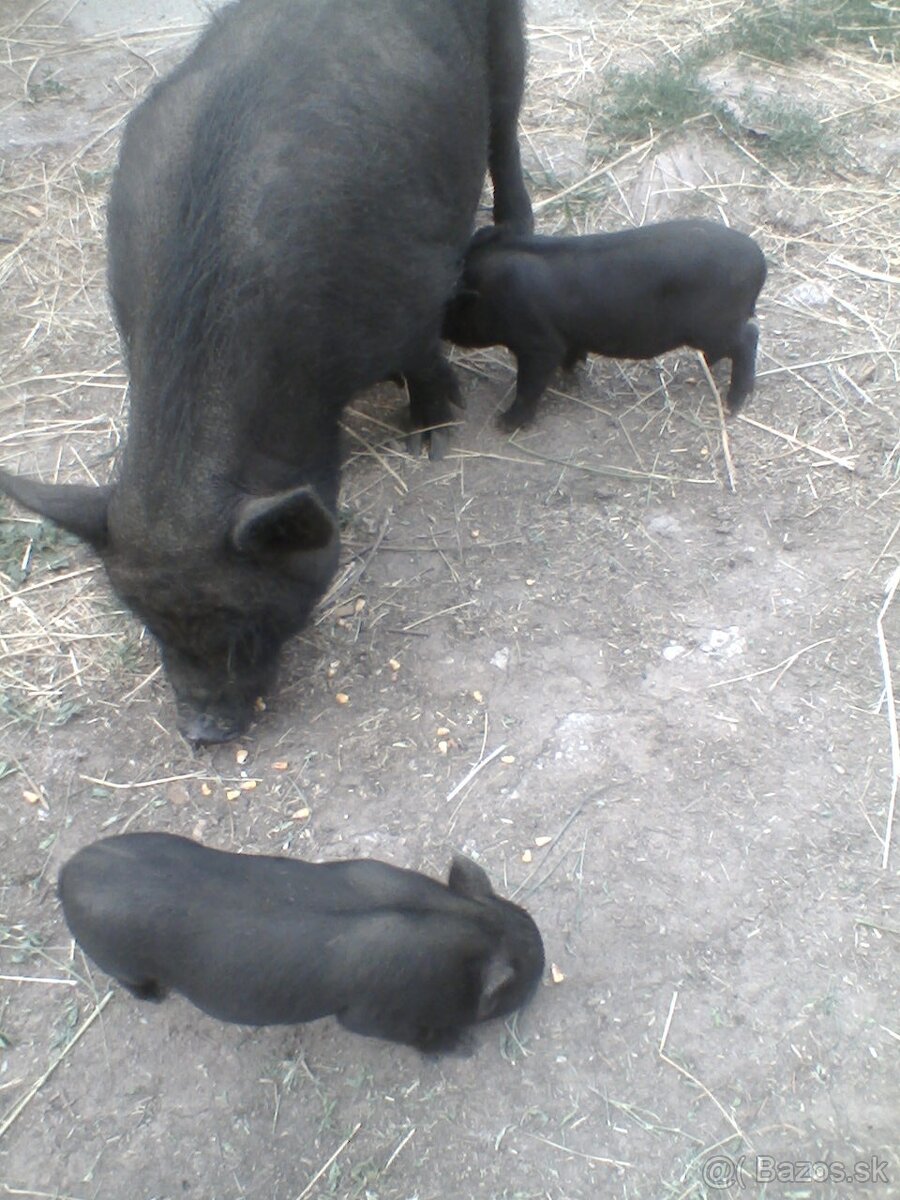 Vietnamské odstavčatá - 3