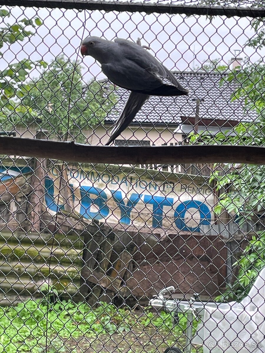Predám andulky,spevavé Alexandre ,papagájov nadhern - 3