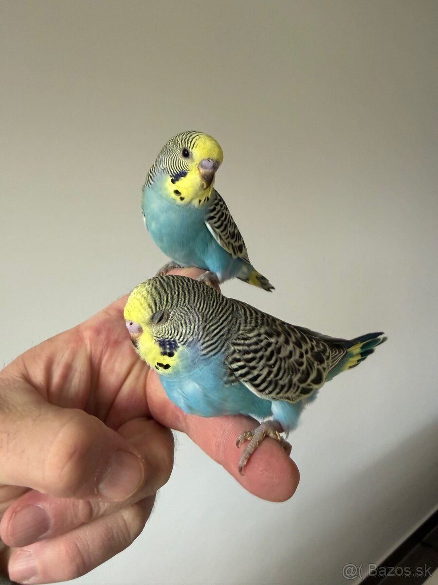 Andulka Maznačik - 3