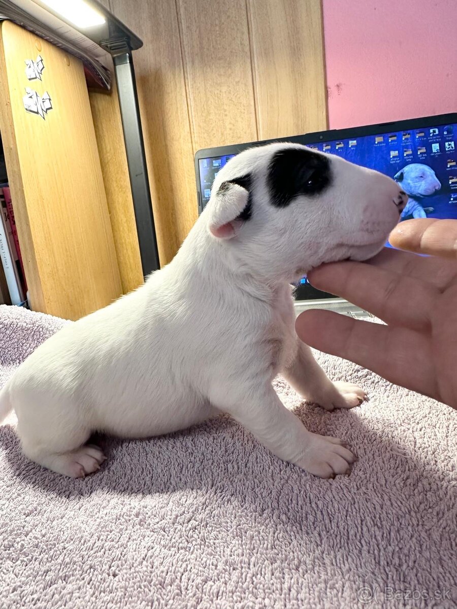 Miniatuny bulterier - 3