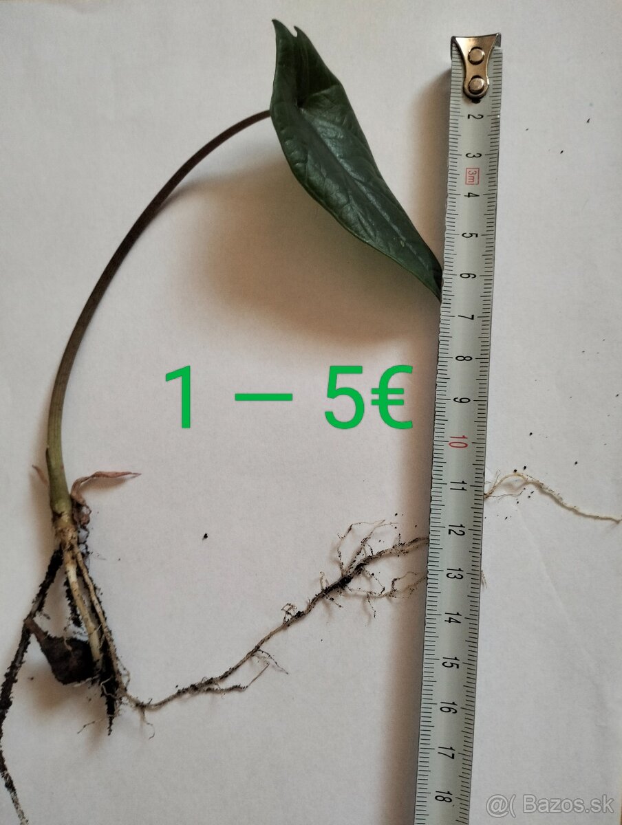 Výnimočná Alocasia Scalprum (mini) - 3