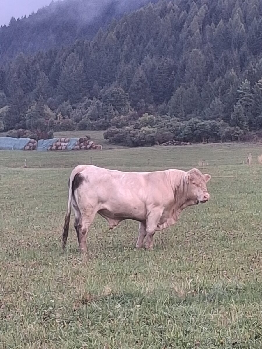 Mäso z býka - 3