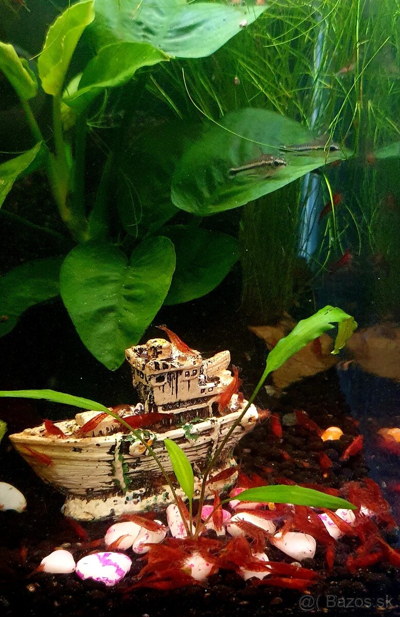 krevetky červene neocaridina red - 3