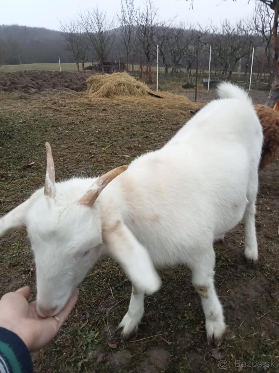 Quessandské ovce a mini koza - 3