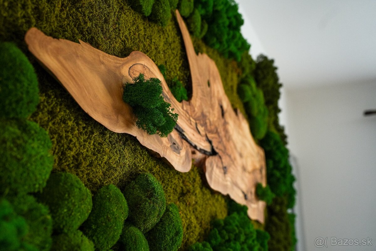 Machovy obraz s olivovym drevom - 3