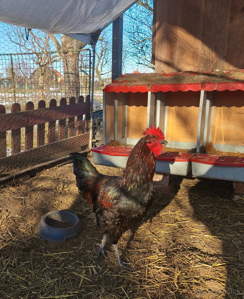 Kohút black star - 3