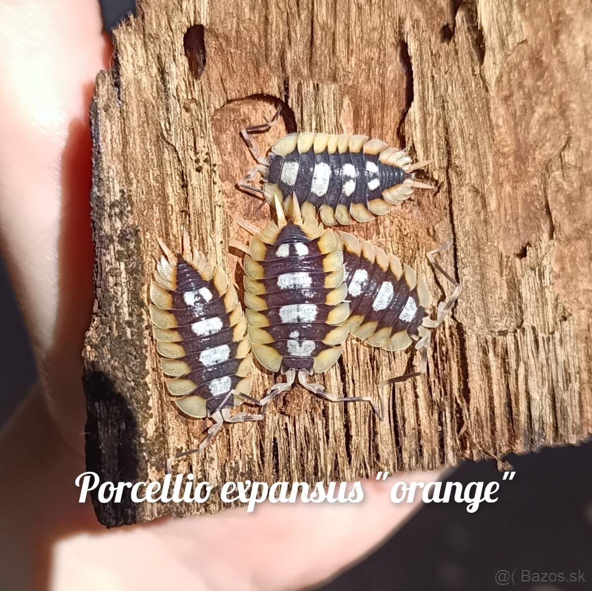 ❤️Exotické isopody - 3