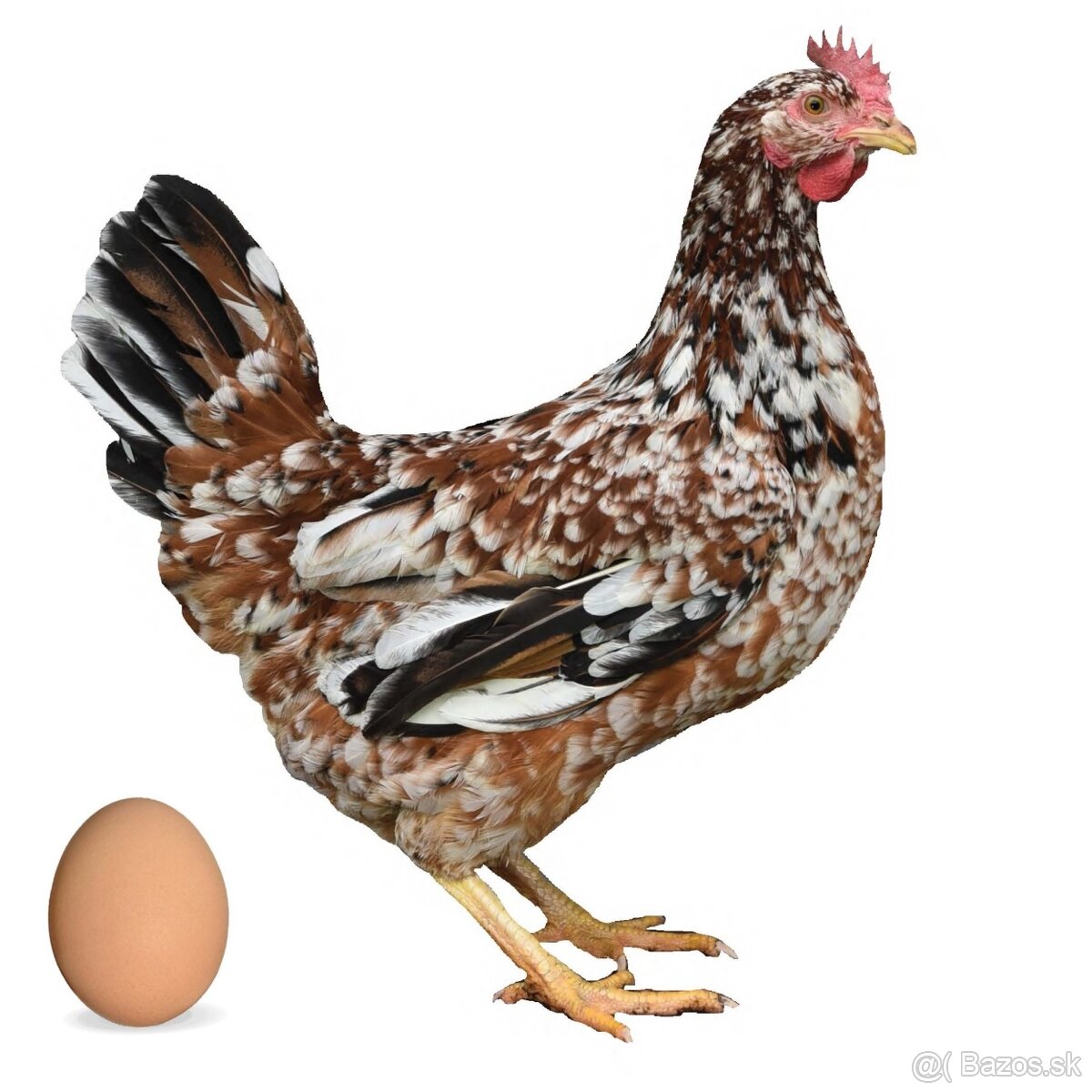 Nosnice, mládky, kuriatka - 3