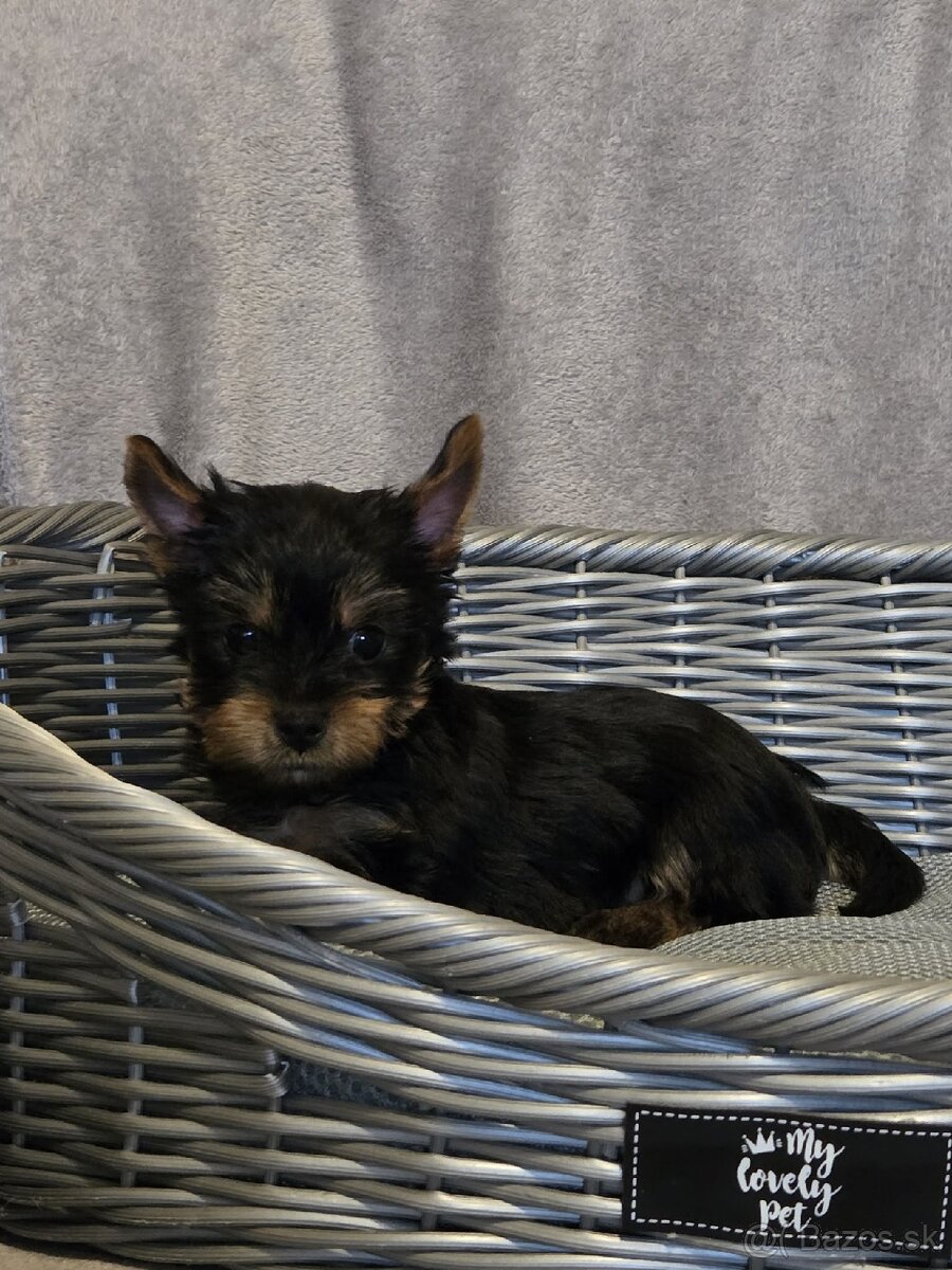 Yorkshirsky terier - 3