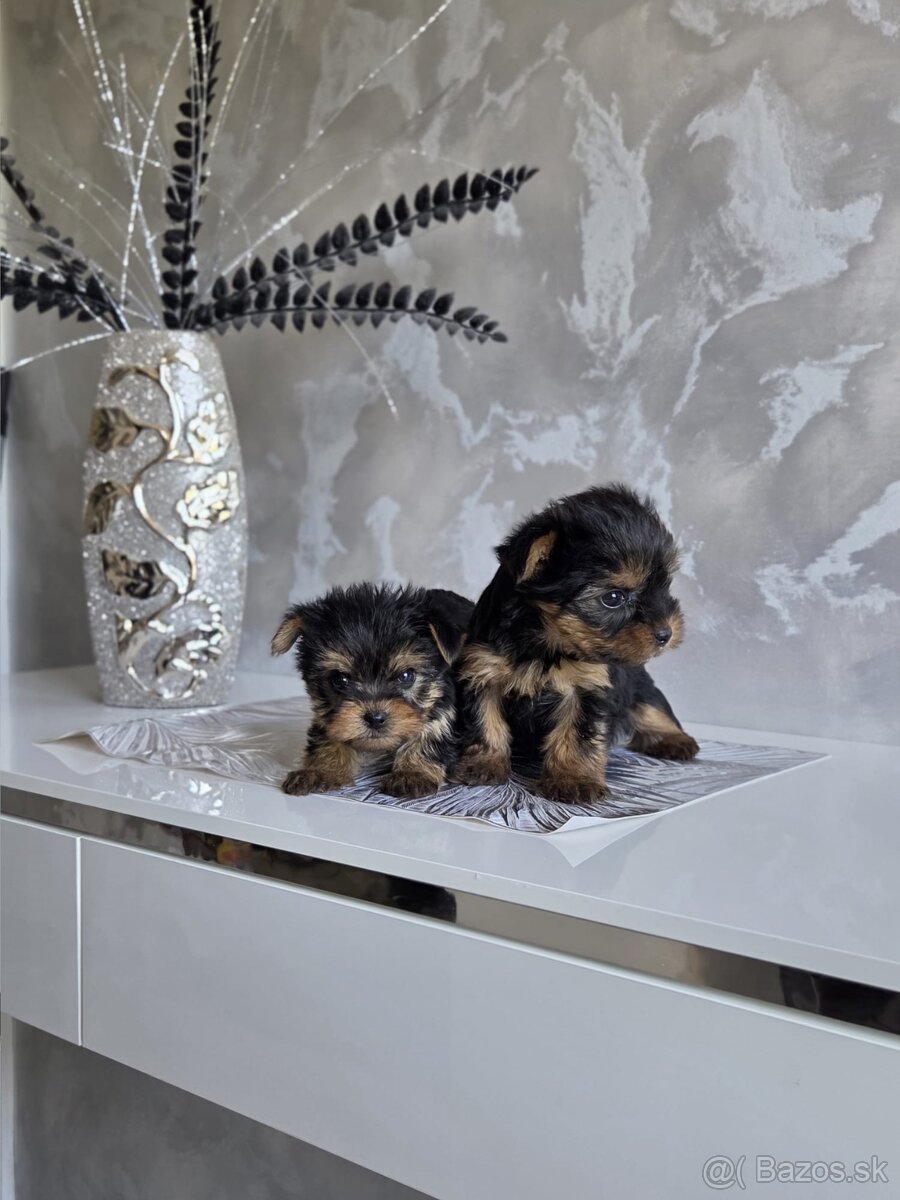 Yorkshirsky terier - 3