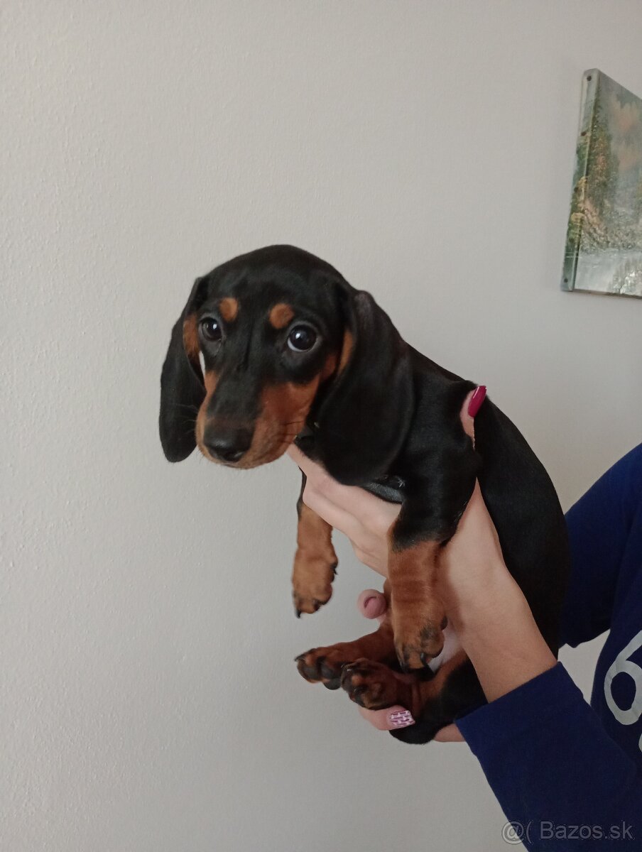 Šteniatko jazvečík krátkosrstý - 3