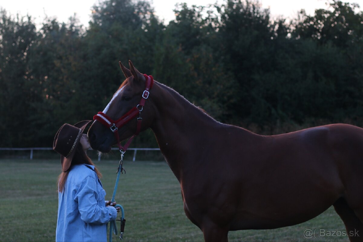 Prenájom kobyly - 3