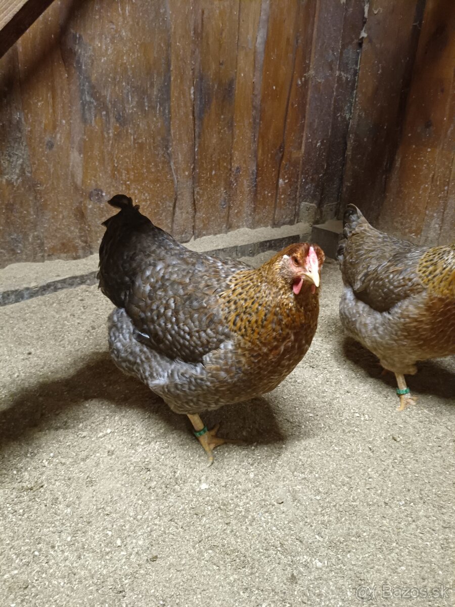 ORAVKA RODOVOSFARBENÁ - 3