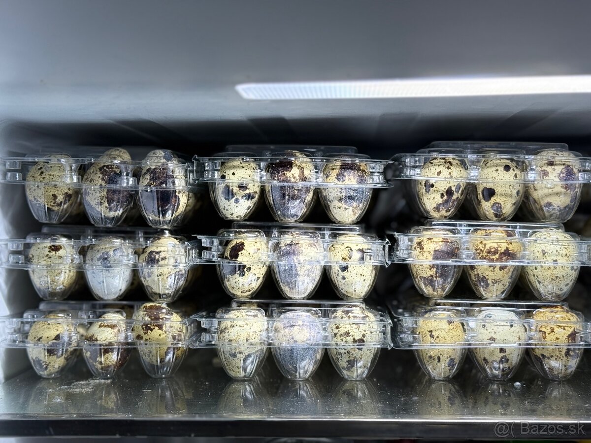 Domáce prepeličie vajíčka 🥚🪺 - 3