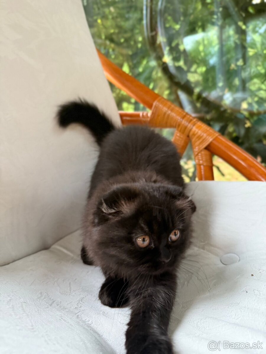 Predáme britskú mačku . Nar. 20.07.2025 . - 3