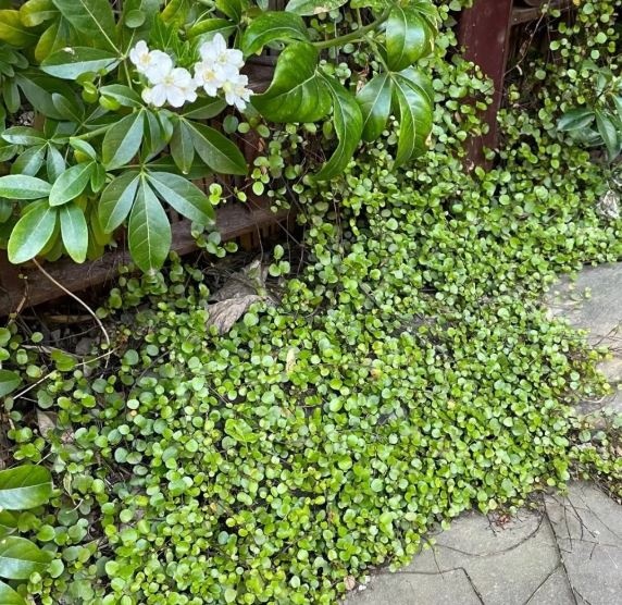 Izbová rastlina Muhlenbeckia - 3