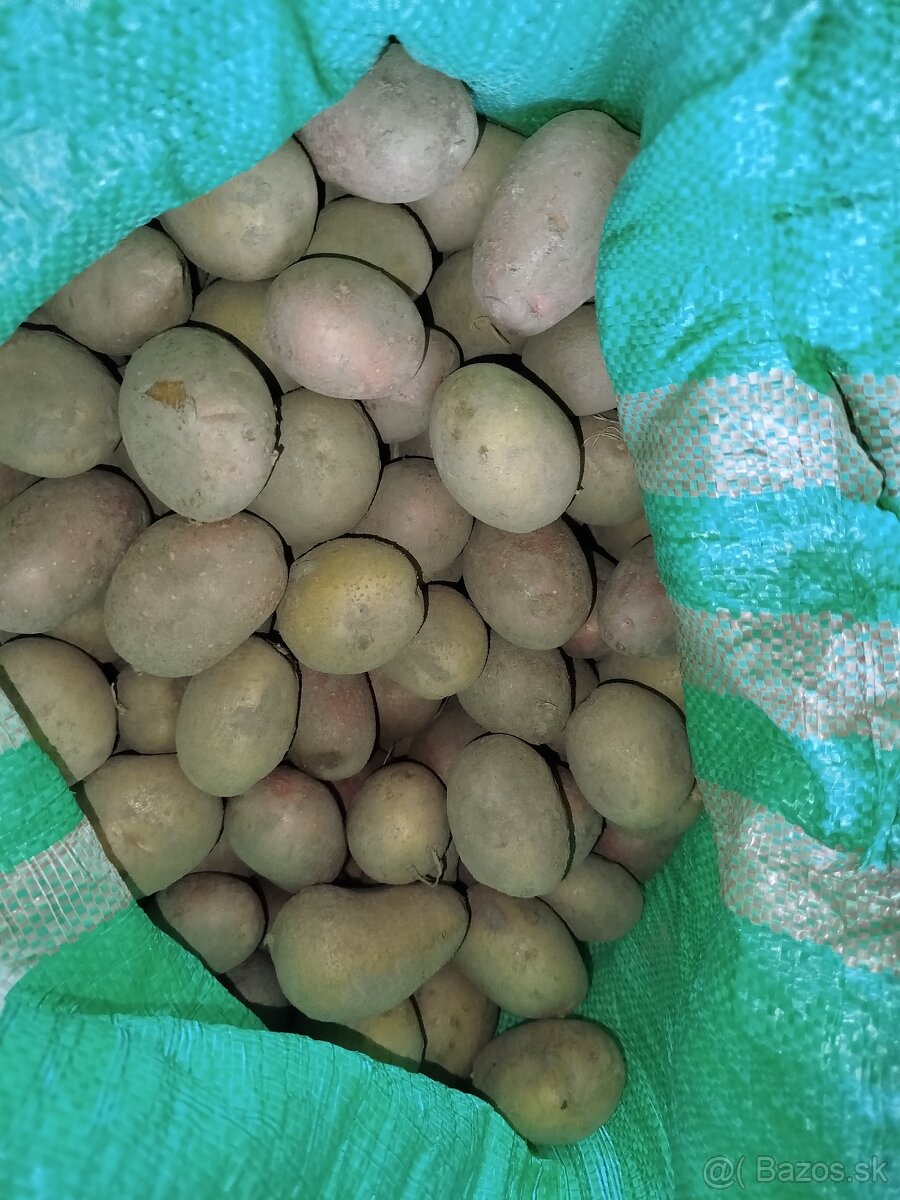 Sadienka, sadzbové zemiaky - 3