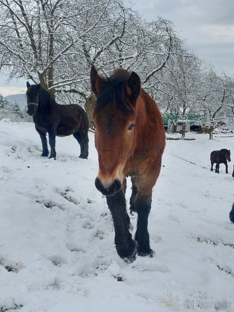 Predám dve ťažné kobylky - 3