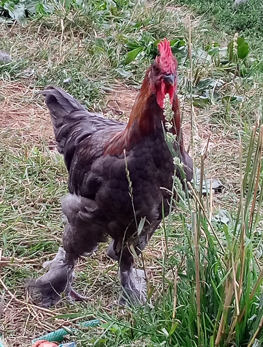 Maranska medenokrká - 3